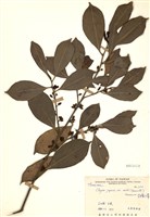 藏品(森氏紅淡比)的圖片